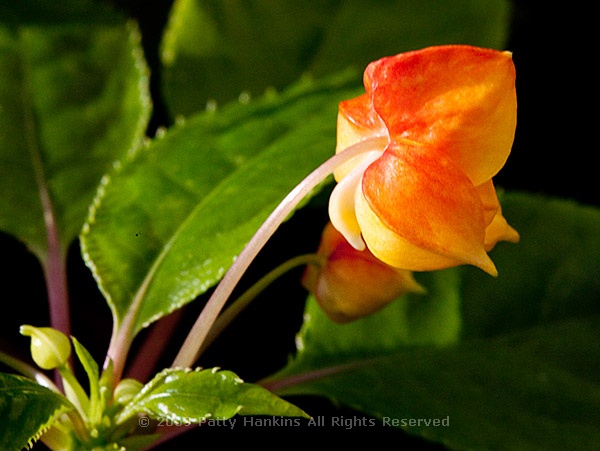 impatiens_jungle_gold_8323