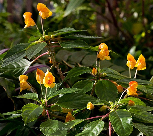 impatiens_jungle_gold_8332