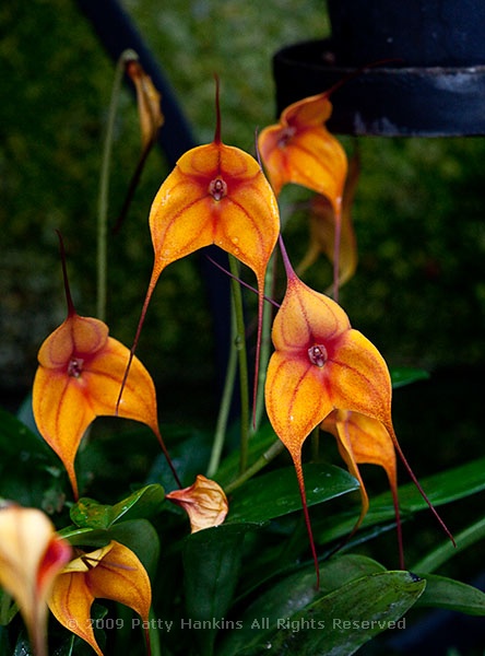 orchid_masdevallia_copper_angel_highland_7085