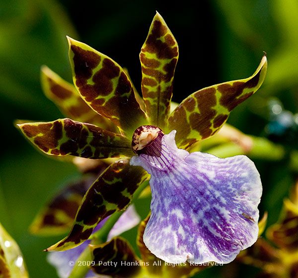 orchid_zygoneria_adelaide_meadows_0705