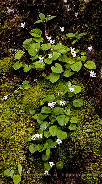 violet_northern_white_viola_macloskeyi_ssp_pallens_middle_prong_4569