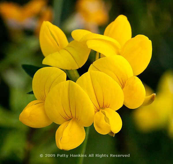 birds_foot_trefoil_6661