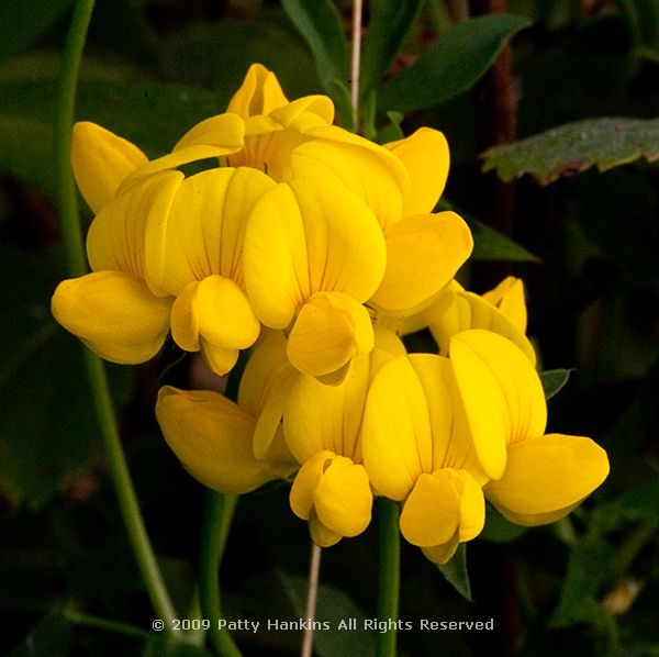 birds_foot_trefoil_6682