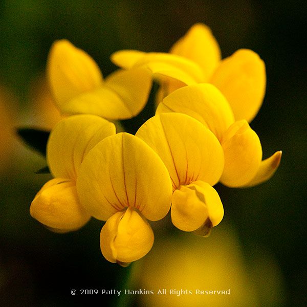 birds_foot_trefoil_6725