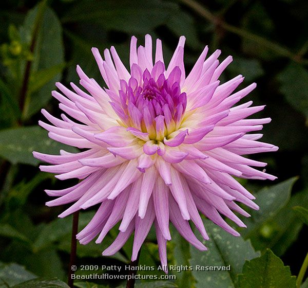 dahlia_tarathi_lilac_0506