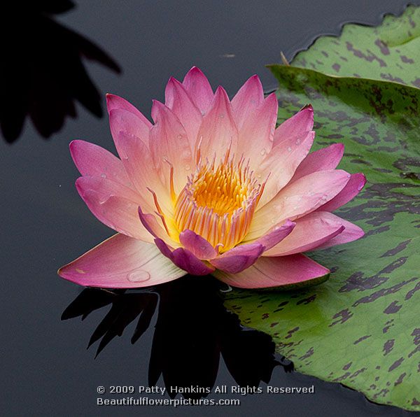 waterlily_albert_greenberg_0754