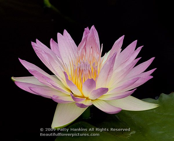 waterlily_peach_blow_778