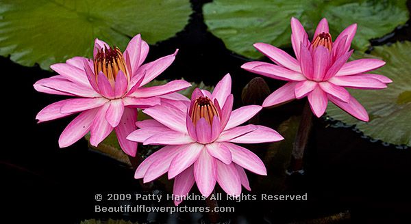 waterlily_rose_de_noche_0794