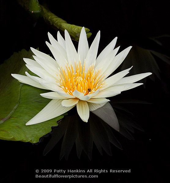 waterlily_st_louis_0770