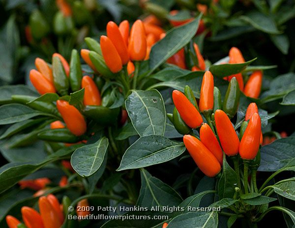 capsicum_annuum_starburst_peppers_9972