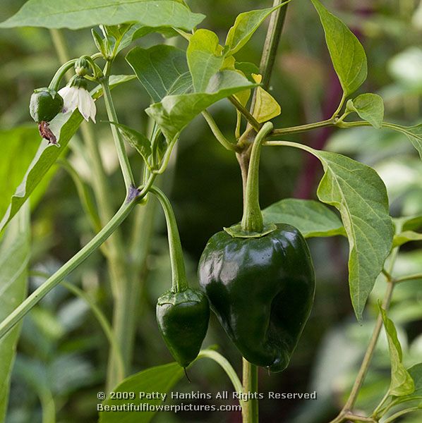 pepper_capsicum_1804