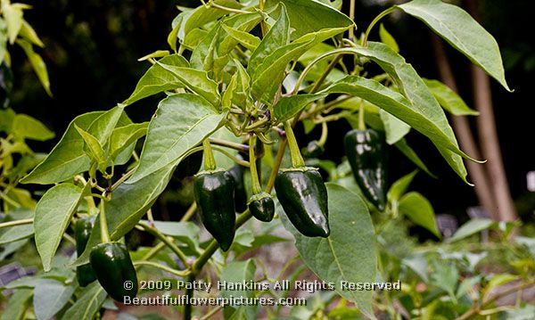 pepper_capsicum_1831