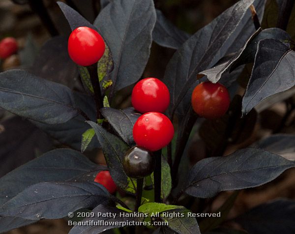 pepper_capsicum_annuum_black_cuban_1931