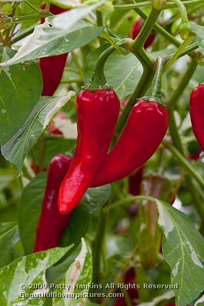 pepper_capsicum_annuum_fish_2227