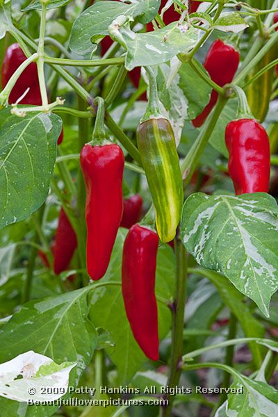 pepper_capsicum_annuum_fish_2254