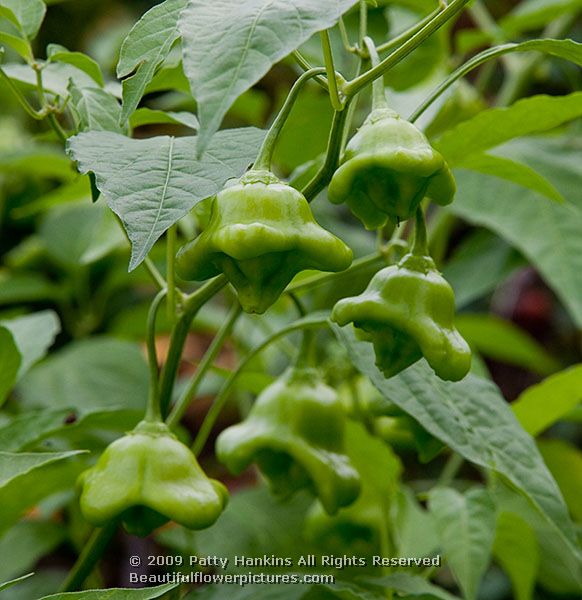 pepper_capsicum_bishops_cap_2114