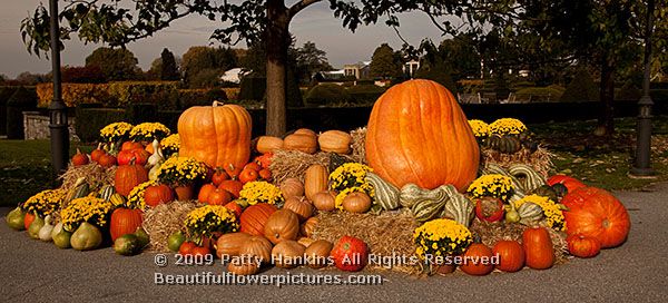 pumpkins_1