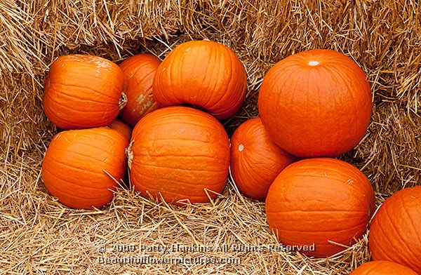 pumpkins_4