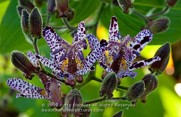 toad_lily_sinonome_tricyrtis_sinonome_2515