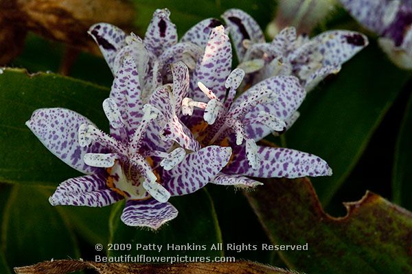 toad_lily_variegated_tricyrtis_hirta_variegata_2664