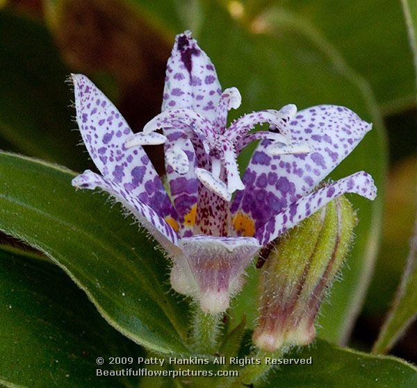 toad_lily_variegated_tricyrtis_hirta_variegata_2681