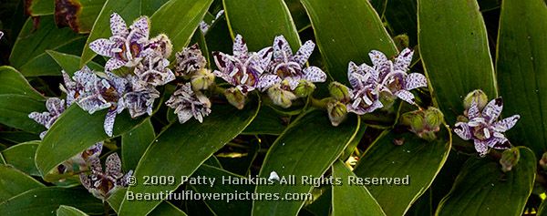 toad_lily_variegated_tricyrtis_hirta_variegata_2713