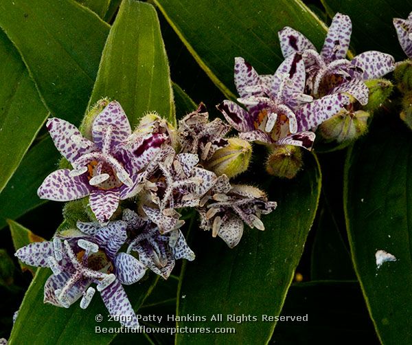 toad_lily_variegated_tricyrtis_hirta_variegata_2731