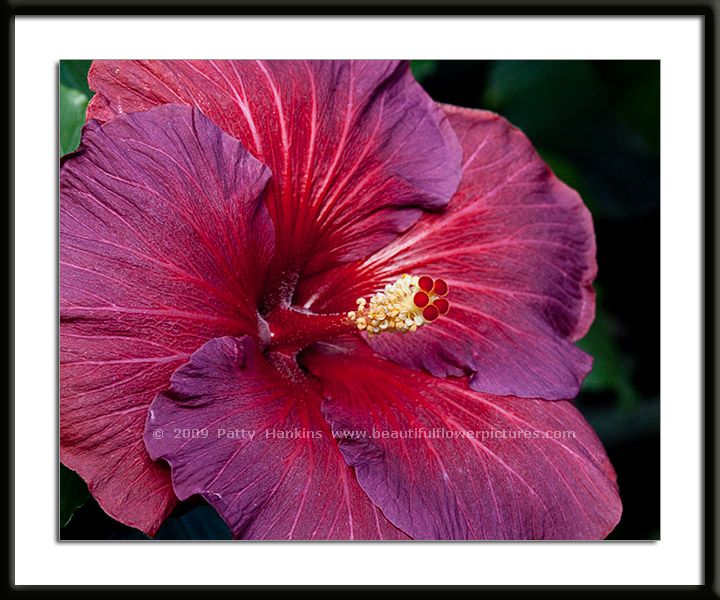 hibiscus_night_fire_9723