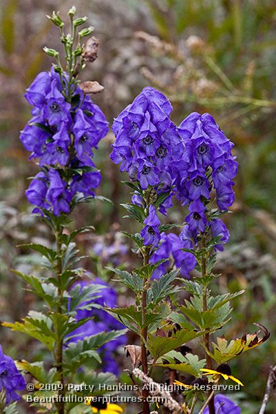 monkshood_acontium_carmichaelii_5138