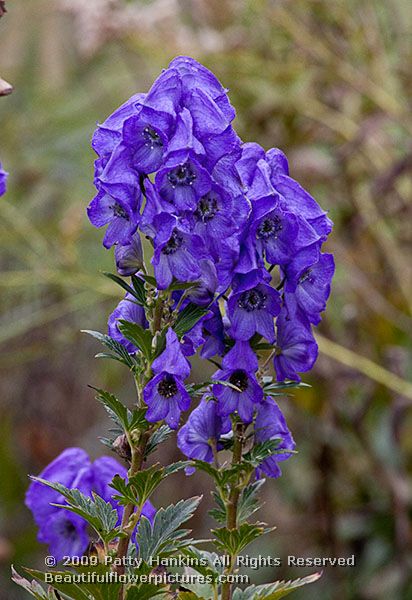 monkshood_acontium_carmichaelii_5159