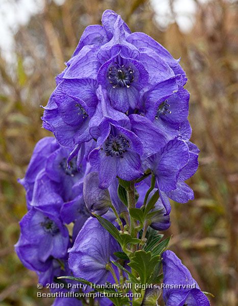 monkshood_acontium_carmichaelii_5186