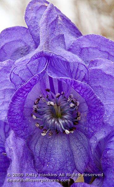 monkshood_acontium_carmichaelii_5208