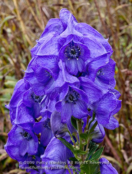 monkshood_acontium_carmichaelii_5237