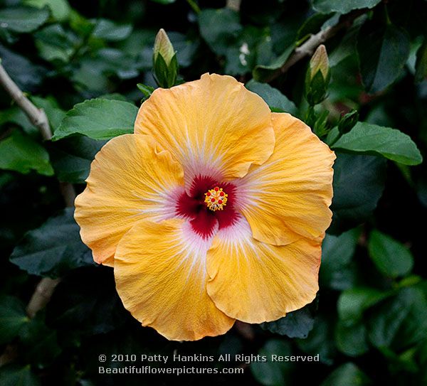 Some Wonderful Hibiscus Blossoms Beautiful Flower Pictures Blog