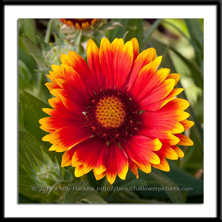 Arizona Sun Blanket Flower