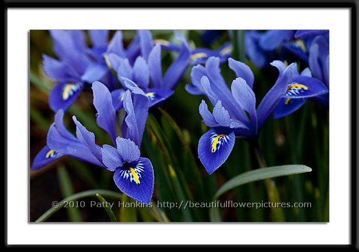 Harmony Dwarf Iris