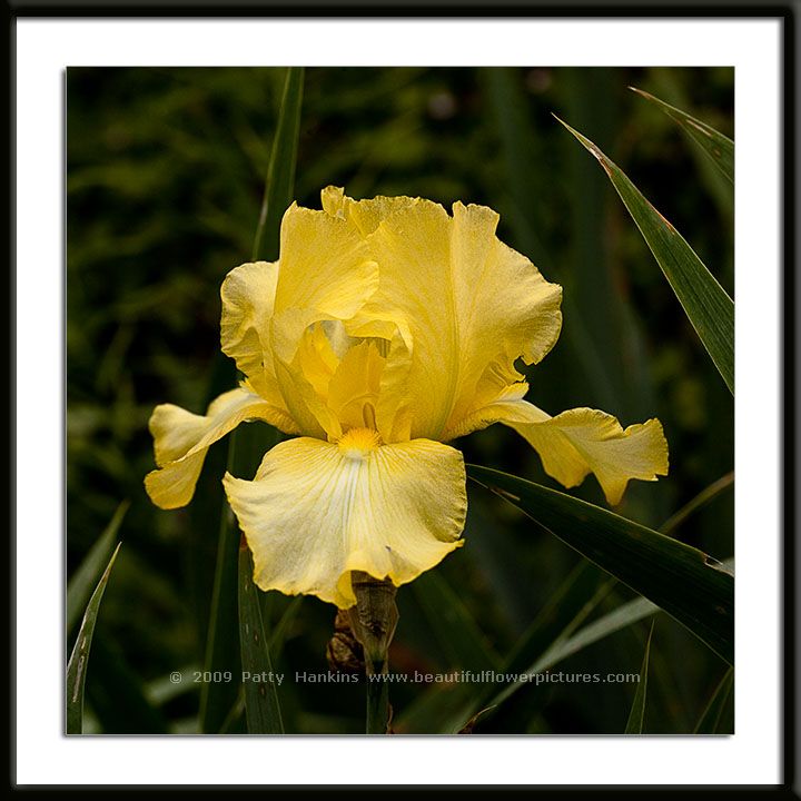 Harvest of Memories Bearded Iris