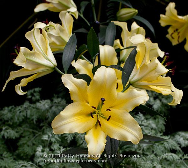 Conca D'Or Lily