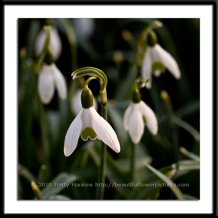 Snowdrops - Galanthus nivalis