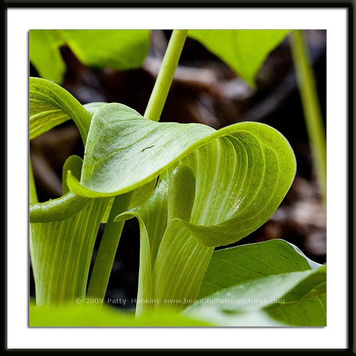 Jack in the Pulpit