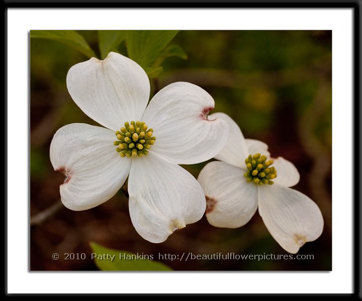 American Dogwood - Cornus Florida