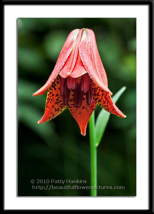 Grey's Lily - lilium greyi