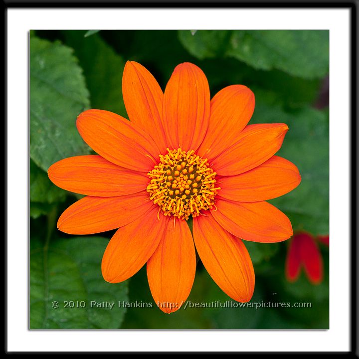 Fiesta del sol Mexican Sunflower