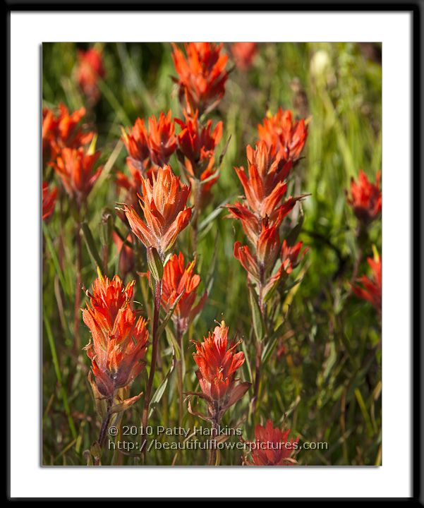 Orange paintbrush - castilleja integra