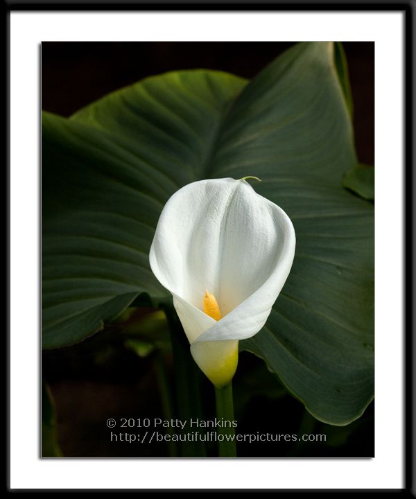 White Calla Lily