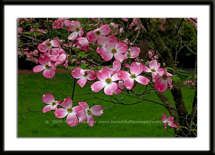 Pink Dogwood