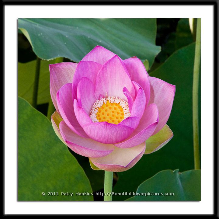 Lotus Blossom