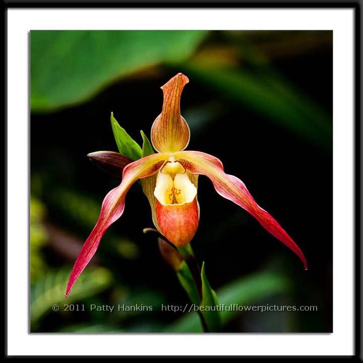 Slipper Orchid