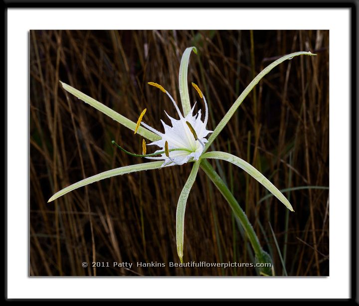 Alligator Lily