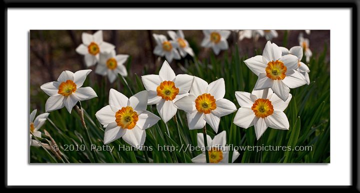 Kindergarten Daffodils